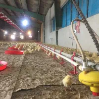 فروش مرغداری مجهزباتمام امکانات|فروش دفتر صنعتی، کشاورزی، تجاری|خرم‌آباد, |دیوار