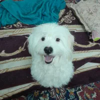 واگذاری سگ