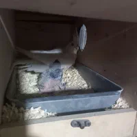 عروس مولد با یک جوجه