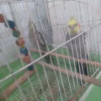 عروس هلندی|پرنده|گرگان, |دیوار