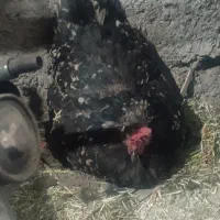 مرغ کرچ