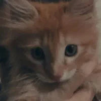 واگذاری گربه 5ماه