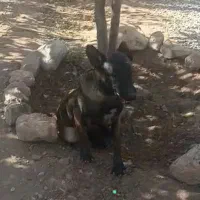 گمشده