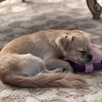 به دنبال خانواده مهربان و حیوان دوست نژاد پیکنیز