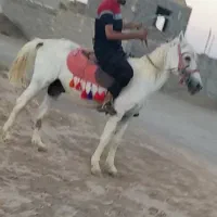 اسب نریون