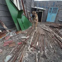 سگ سرابی ماده