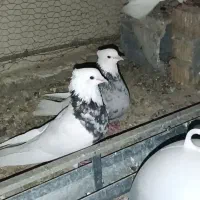 طوق شازده کفتر کبوتر***