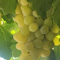 انگور سفید دانه درشت