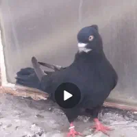 کبوتر زاغ کاکلی زیر چونه و سرکه ای کله ماستی