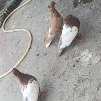 کبوتر برای فروشی