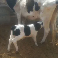 گاو شیری با گوساله نر سمینتال|حیوانات مزرعه|کرباسک, |دیوار