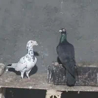 کفترکاریر|پرنده|مشهد, تلگرد|دیوار