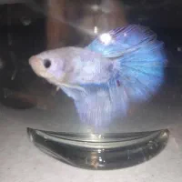 ماهی فایتر کمیاب به همراه غذای مخصوص