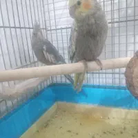 عروس برزیلی|پرنده|اشنویه, |دیوار