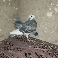 پلاکی|پرنده|مرودشت, ثبت احوال|دیوار