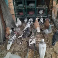 کبوتر|پرنده|مینودشت, |دیوار