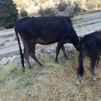 به دلیل مهاجرت به فروش میرسد