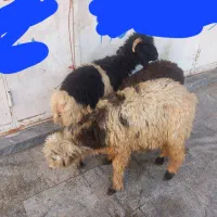 بره لری نروماده