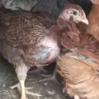 جوجه خروس ۲ماهه