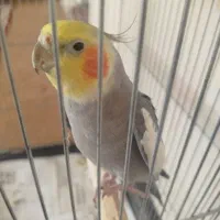 عروس هلندی با قفس