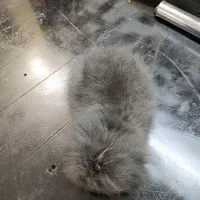 خرگوش لوپ|موش و خرگوش|بندر انزلی, سید آسیه|دیوار