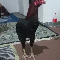 خروس لاری