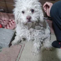 سگ پامر ماده سگ شیتزو نر