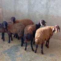 چند راس بره نر ماده هترو|حیوانات مزرعه|صائین قلعه, |دیوار