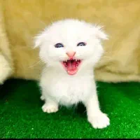 کلکسیونی از نژادهای لوکس و اصیل در Naz Cat House|گربه|تبریز, |دیوار