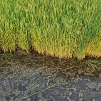 چلتوک (نشا)خزانه برنج درجه یک آماده کشت