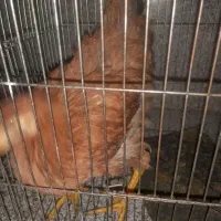 مرغ ۴ ماهه