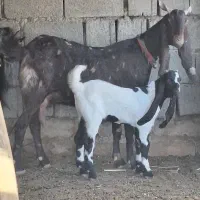 دو عدد بیگ افغانی اصلی از بهترین نژاد