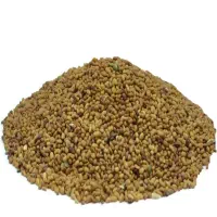 فروش بذر یونجه