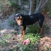 سگ نگهبان|سگ|وحیدیه, |دیوار