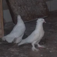 کفتر