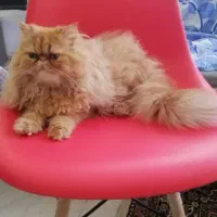 تعدادی گربه پرشین بالغ
