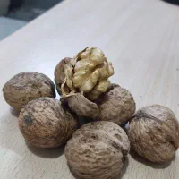 گردو|خوردنی و آشامیدنی|مشهد, مشکینی (شهرک غرب)|دیوار