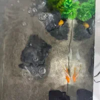 آکواریوم با تمام وسایل|ماهی|بندر دیر, |دیوار