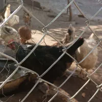 مرغ های محلی 100عدد|حیوانات مزرعه|مهربان, |دیوار