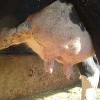 گاوسیمینتال سیاه شیری|حیوانات مزرعه|سیجوال, |دیوار