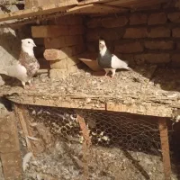 چهار جفت طوقی|پرنده|تبریز, |دیوار