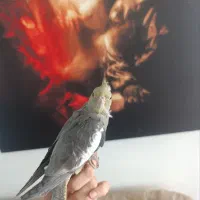 جوجه عروس هلندی