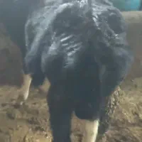 گوساله هلشتاین