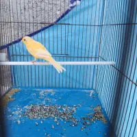 قناری پرتقالی