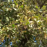 بلوط|خوردنی و آشامیدنی|سروآباد, |دیوار