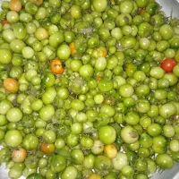 گوجه کال، مناسب برای ترشی و غذا