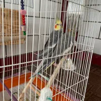 جفت طوطی عروس هلندی