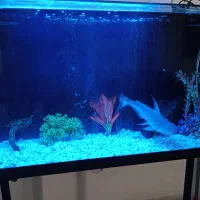 اکواریوم وماهی|ماهی|تهران, افسریه شمالی|دیوار