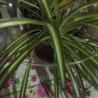 گل های اپارتمانی|گل و گیاه طبیعی|سیرجان, |دیوار