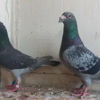 سبز پولکی المانی